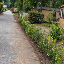 Rotbuchenhecke pro Stück