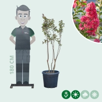 Chinesische Kräuselmyrte 'Rosea'