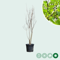 Europäischer Zürgelbaum mehrstämmig