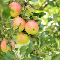 Obstbäume