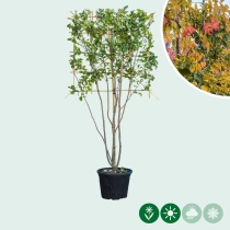 Persischer Eisenholzbaum mehrstämmig als Spalier