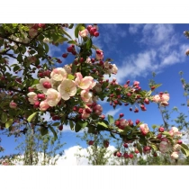 Zierapfel Floribunda