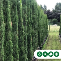 Italienische Zypresse 'Totem'