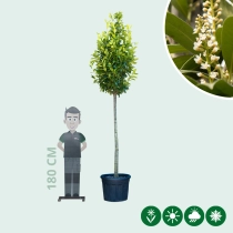 Kirschlorbeer Hochstamm 450 cm