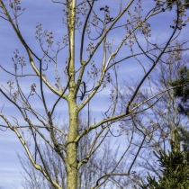 Blauglockenbaum #111