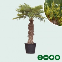 Chinesische Hanfpalme 100 cm Stammhöhe