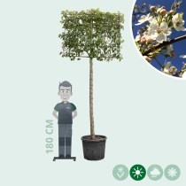 Zierbirne als Spalier