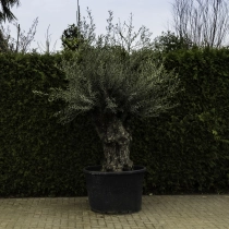 Olivenbaum 'Bonsai' #104