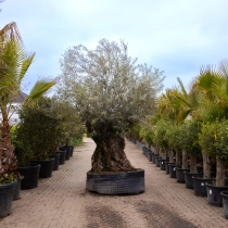 Olivenbaum 'Bonsai' #172