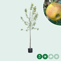 Malus d. 'Schone van Boskoop'/'Goudreinette'