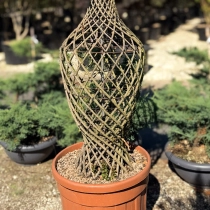 Lagerstroemia indica Vasenform #185