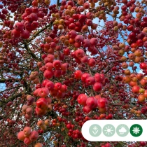 Zierapfel Red Sentinel