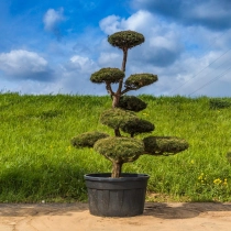 Waldkiefer Bonsai #179