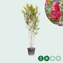 Chinesische Kräuselmyrte 'Rosea'