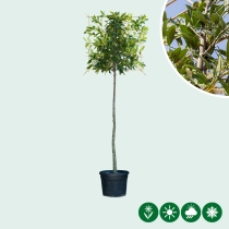 Kirschlorbeer als Spalier