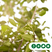 Glanzmispel-Kugel mehrstämmig