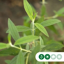 Schmetterlingsstrauch 'Black Knight' Hochstamm