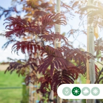 Roter Persischer Schlafbaum