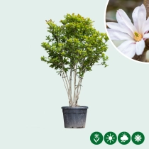 Magnolie 'Leonard Messel' busch