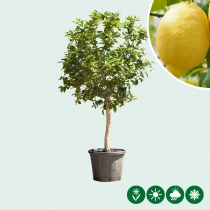 Zitronenbaum (sauer)