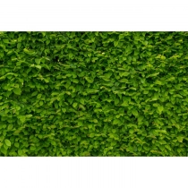 Hainbuchenhecke 150 cm