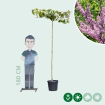 Judasbaum Lavender Twist dachförmig