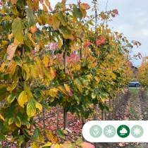 Persischer Eisenholzbaum als Spalier