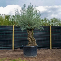 Olivenbaum 'Bonsai' 120–140 cm Stammumfang #3
