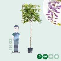 Blauregen als Spalier