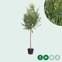 Mandelbaum hochstamm