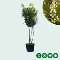 Kirschlorbeer mehrstämmig 200 cm