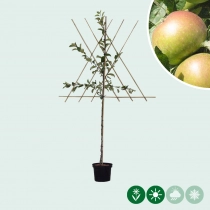 Malus d. 'James Grieve' als Spalier