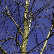 Scheinakazie Frisia #120