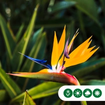 Paradiesvogelblume