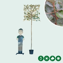 Ölweide Spalierbaum