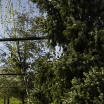 Serbische Fichte #112