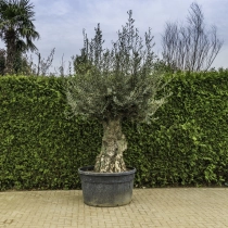 Olivenbaum 'Bonsai' #105