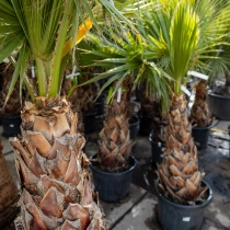 Mexikanischen Washingtonpalme