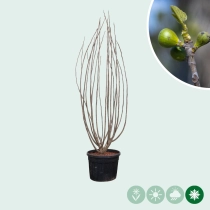 Mehrstämmiger Feigenbaum