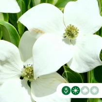 Cornus China Girl mehrstämmig