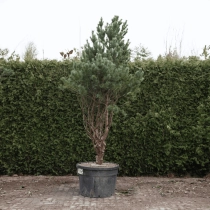 Waldkiefer Bonsai #76