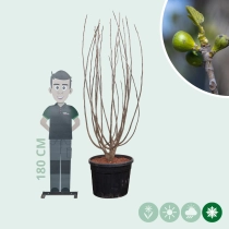 Mehrstämmiger Feigenbaum