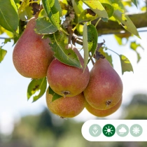 Pyrus c. 'Bonne Louise d'Avranches' als Spalier