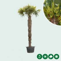 Chinesische Hanfpalme 300 cm Stammhöhe