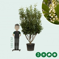 Kirschlorbeer mehrstämmig 200 cm