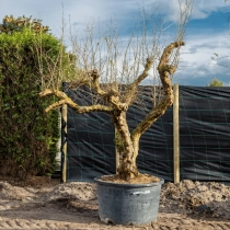 Granatapfelbaum ausgewachsen #1