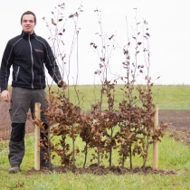 Blutbuchenhecke pro Meter zweireihig