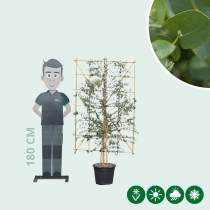 Eukalyptus Heckenelement