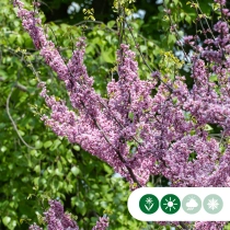 Judasbaum Lavender Twist dachförmig