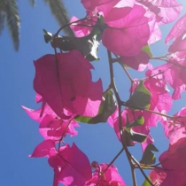 Bougainvillea glabra 'Alexandra'